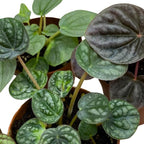 BubbleBlooms Peperomia Assortment Set of 3 in 2 inch pots