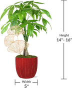 Just Add Ice JA5321 Money Tree in Red & Gold Pottery, Live Indoor Plant, Fully-Rooted, Healthy Leaves, Easy to Grow Gift, Good Luck Wishes, Home Décor Pachira, 5" Diameter, 16" Tall
