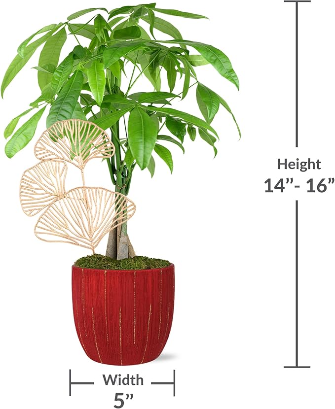 Just Add Ice JA5321 Money Tree in Red & Gold Pottery, Live Indoor Plant, Fully-Rooted, Healthy Leaves, Easy to Grow Gift, Good Luck Wishes, Home Décor Pachira, 5" Diameter, 16" Tall