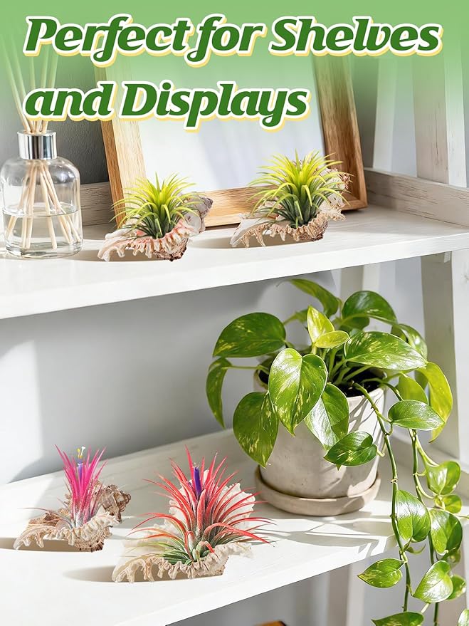 ANPHSIN 4 Pack Conch Sea Shell Air Plant Holders- 4-5 inches Natural Airplant Pot, Decorative Tillandsia Succulent Display Container for Gardening Housewarming Gifts Home Table Decors, No Plants