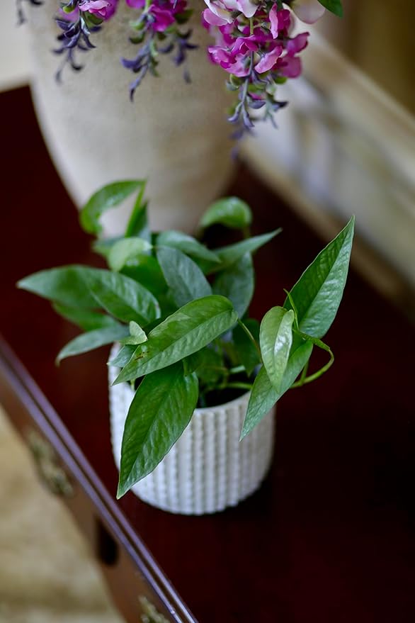 PLANTVERS Cebu Blue Pothos Epipremnum Pinnatum in 3" Nursery Pot | Vining Plant | Lowlight Indoor Plant | Office Plant | Air Purifying Trailing Plants