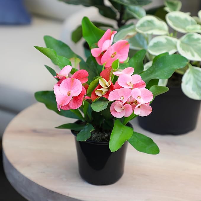 Altman Plants Crown of Thorns Plant (Euphorbia milii) in 4.25" Pot, Easy Plant Care, House Plant & Live Succulent, Year Round Indoor Flowering Plants with Indoor Plant & Live Cactus Soil Potting Mix