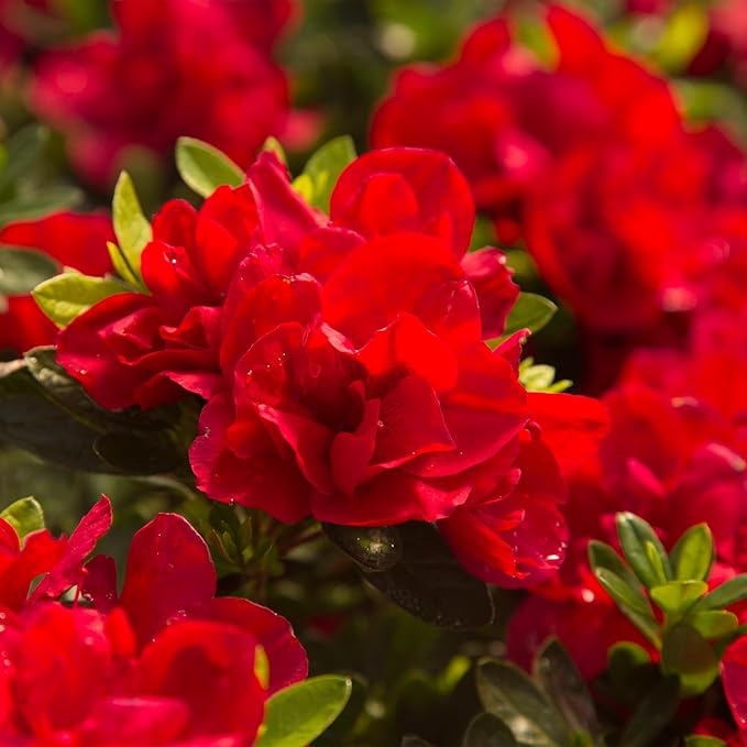 1 Gal Encore Azalea Autumn Bonfire
