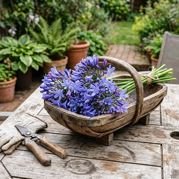 50 Count African Lily Agapanthus Seeds for Planting, Blue and White Blooms, Heirloom Variety