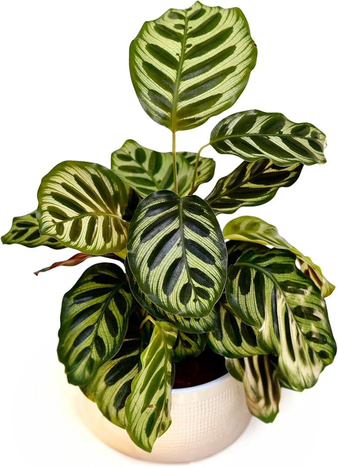 PLANTVERS Live Calathea Plant – Low-Maintenance Indoor Houseplant | Low-Light & Easy-Care Pet-Friendly Plant | Air-Purifying Tropical Houseplant (Calathea Makoyana, 6" Nursery Pot)