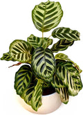 PLANTVERS Live Calathea Plant – Low-Maintenance Indoor Houseplant | Low-Light & Easy-Care Pet-Friendly Plant | Air-Purifying Tropical Houseplant (Calathea Makoyana, 6" Nursery Pot)