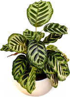 PLANTVERS Live Calathea Plant – Low-Maintenance Indoor Houseplant | Low-Light & Easy-Care Pet-Friendly Plant | Air-Purifying Tropical Houseplant (Calathea Makoyana, 6" Nursery Pot)