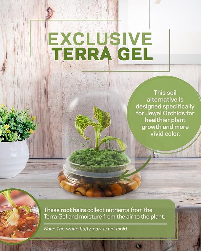 Bloomify Jewel Orchid, Live Orchid in Self-Sustaining Ecosystem, 100% Maintenance Free Healthy Terrarium Plants Guarantee, Great as Office and Home Decor (M. sanderiana with Moss)