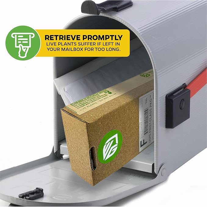 Yellow Bird of Paradise Live Plant - Strelitzia Reginae by Wellspring Gardens - Mandela’s Gold Tropical Flowering Perennial, Exotic Indoor/Outdoor Houseplant, Easy Care, Low Maintenance Starter Plant