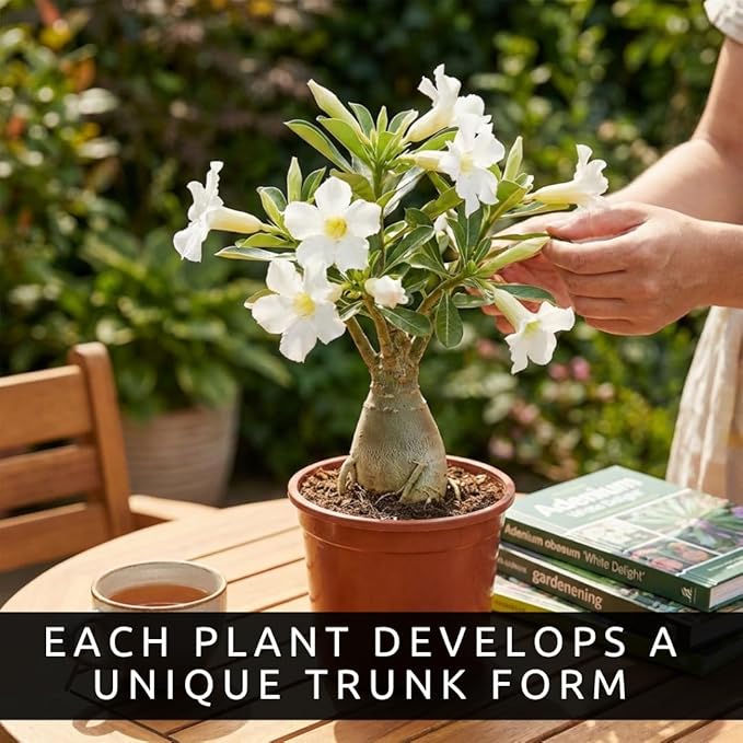 50 Seeds Adenium Obesum Seeds (Desert Rose) – Grow Exotic Caudex Succulent Flowering Plant for Indoor Bonsai or Outdoor Patio – Drought Tolerant, Pink Blooming Ornamental Plant for Containers