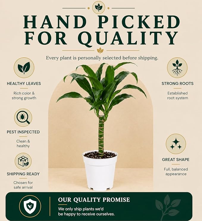 Dracaena Black Beauty Live Plant, Low Light Tolerant Dracaena Plant Live, Air Purifying Plants Live Houseplants, Beginner Friendly House Plants for All Indoors Spaces