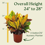 Croton Petra Plant - Tropical Foliage Plant Live - Overall Height 20" to 24" - Tropical Plants of Florida