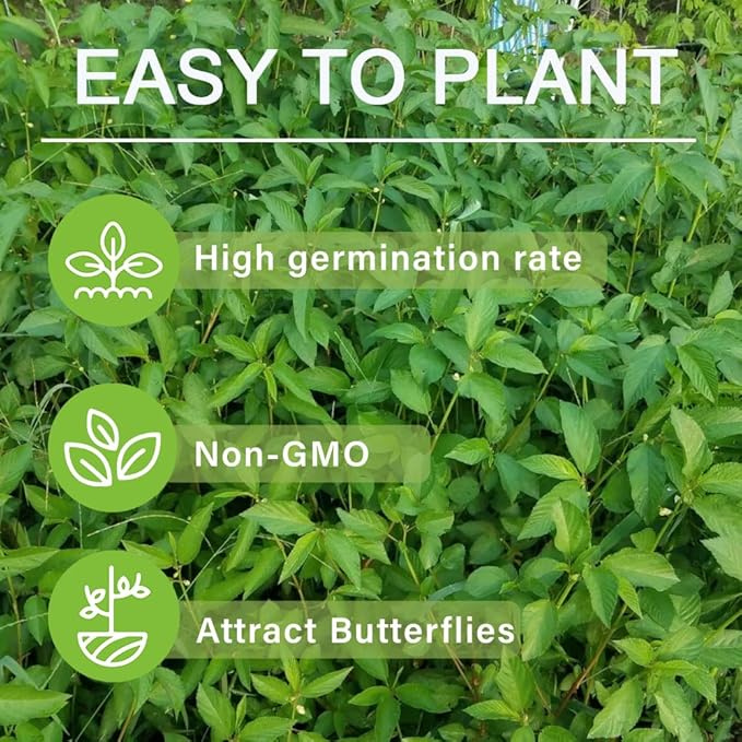 3000+Egyptian Spinach Seeds for Planting Outdoors Non GMO Organic Heirloom High Germination Rate