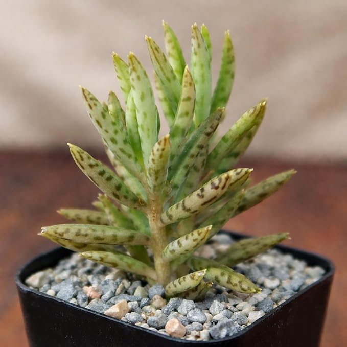 Mother of Millions Starter Plant – Live Succulent in 2 Inch Starter Pot – Rare Colorful Kalanchoe, Easy-Care Houseplant