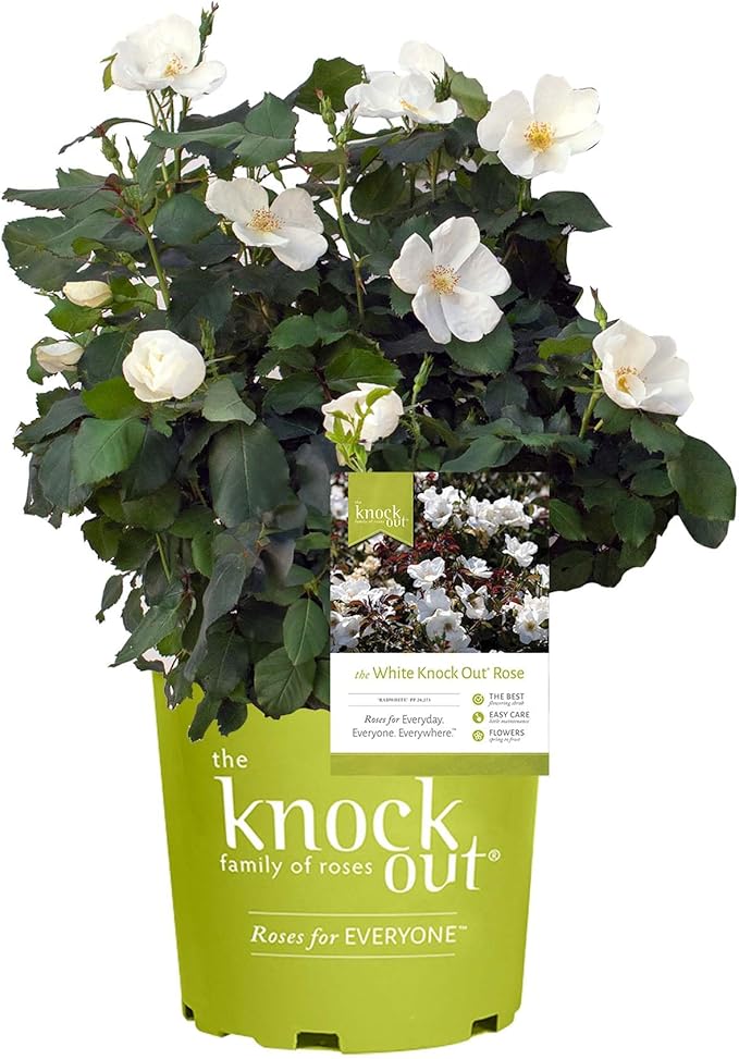 Perfect Plants White Knock Out Rose Bush in 1 Gallon Grower's Pot | Easy to Grow | Live Flowering Perennial with White Blooms | Great for Outdoor Garden Landscape Planting in Zones 4-11 | Full Sun