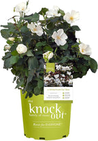 Perfect Plants White Knock Out Rose Bush in 1 Gallon Grower's Pot | Easy to Grow | Live Flowering Perennial with White Blooms | Great for Outdoor Garden Landscape Planting in Zones 4-11 | Full Sun