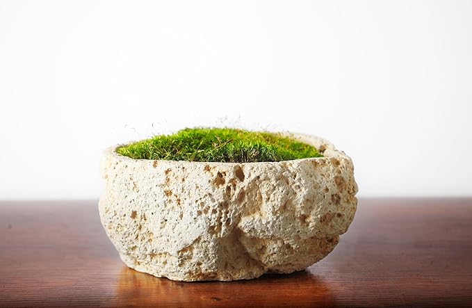 SuperMoss (21542) Mood Moss Preserved, Fresh Green, 4oz