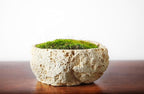SuperMoss (21539) Mood Moss Preserved, 200 Cubic Inch Bag (Appx. 8oz), Fresh Green