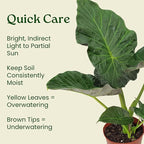 Tropical Plants of Florida Alocasia Regal Shields Live Plant 3 Gallon 10 Inch Nursery Pot, 26 to 32 Inch Tall Elephant Ear with Dark Green and Purple Foliage