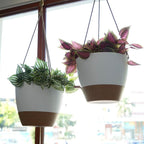 SwinDuck 8 inch Hanging Planters, 2 Pack Self Watering Hanging Pots with 20oZ Deep Reservoir for Indoor Outdoor Plants Flowers, White with Brown