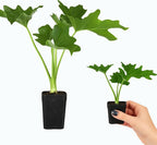 MyShelfie - Mini Philodendron Selloum Hope Starter Live Plant in 2-Inch Pot – Tropical Indoor Houseplant, Low Maintenance, Easy Care, Perfect for Home or Office Décor (5)