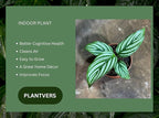 PLANTVERS Live Calathea Plant in 2" Grow Pot – Easy Care & Low Maintenance Tropical Houseplant – Air Purifying Indoor Plant for Low Light & Home Décor (Calathea 'Vittata')