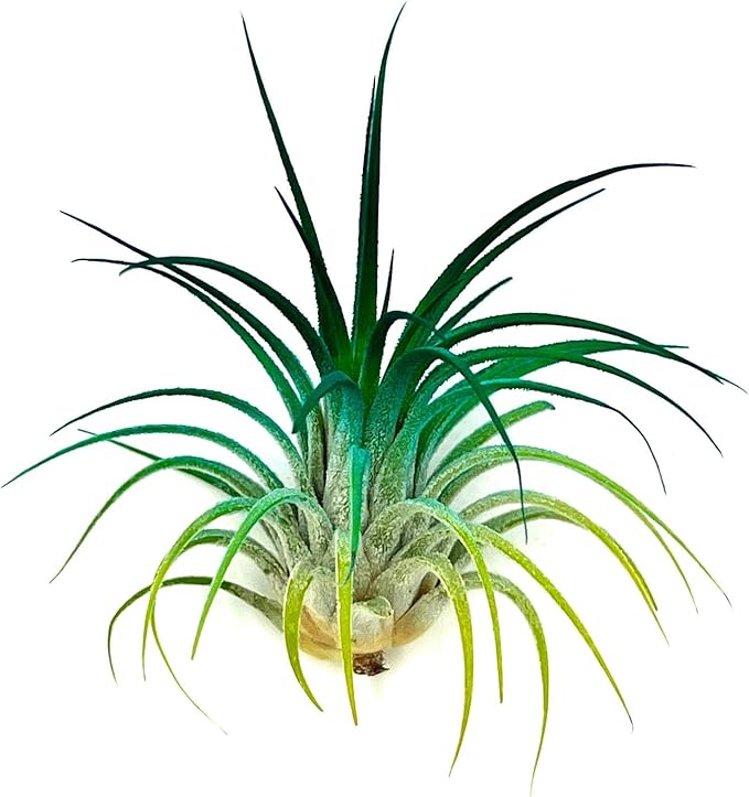 ragnaroc Air Plants - Tillandsia Ionantha, Regular 2-3" - 1ct - Organically Enhanced Color - Live Arrival Guaranteed - House Plants for Home Decor & Gift, Peacock