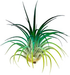 ragnaroc Air Plants - Tillandsia Ionantha, Regular 2-3" - 1ct - Organically Enhanced Color - Live Arrival Guaranteed - House Plants for Home Decor & Gift, Peacock