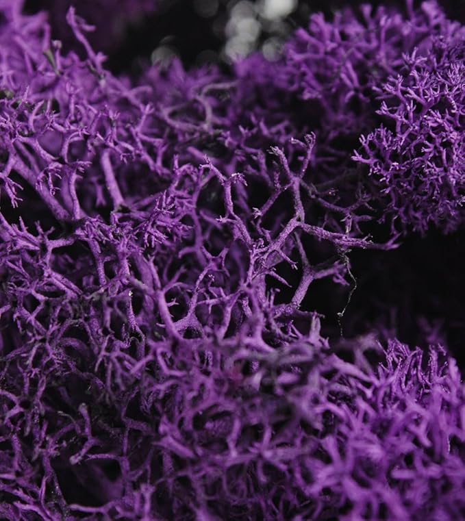 Super Moss (25145) Reindeer Moss Preserved, Purple, 3lbs