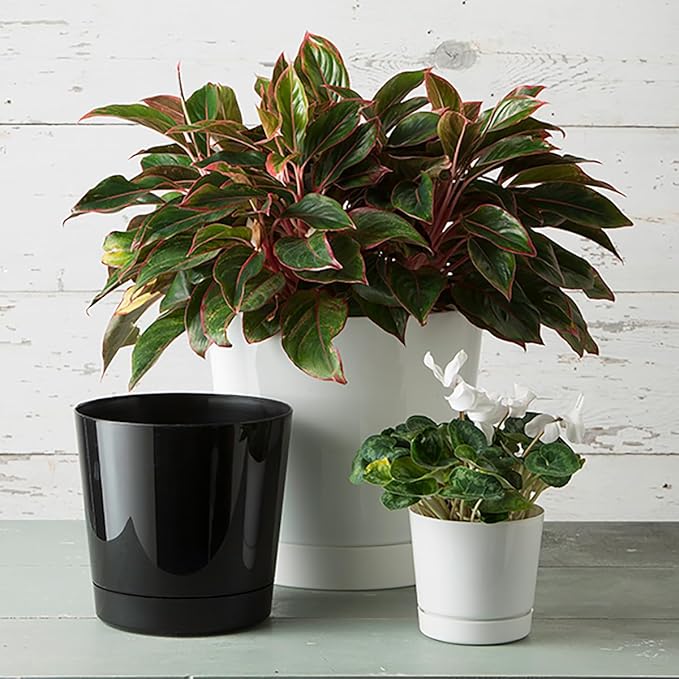 Novelty Majestic Full Depth Cylinder Pot, Glossy White, 10-Inch (10102)