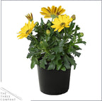 Live Flowering Osteospermum Plant - Grower's Choice Assorted Colors (3 Plants Per Pack) - Beautiful African Daisies - Early Spring Color - 12" Tall by 5" Wide in 1 Qt Pot