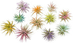 Purple Colorful Tillandsia Air Plants - Long Lasting Color Enhanced Live Tillandsia Succulent House Plants - Home and Garden Decor - Easy Care Indoor and Outdoor (Ionantha Rubra, Single)