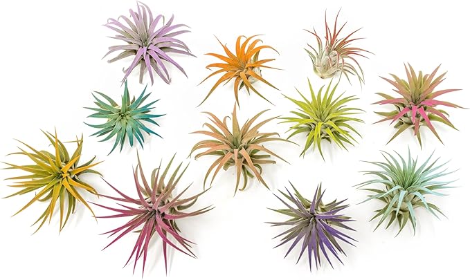 Raspberry Colorful Tillandsia Air Plants - Long Lasting Color Enhanced Live Tillandsia Succulent House Plants - Home and Garden Decor - Easy Care Indoor/Outdoor Plants (Ionantha Rubra, Single)