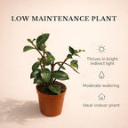 Live Jasmine Minima Plant in 2'' Pot – Dwarf Fragrant Jasmine Ideal for Small Spaces, Indoor Decor & Gift Giving (Heat Pack Included)