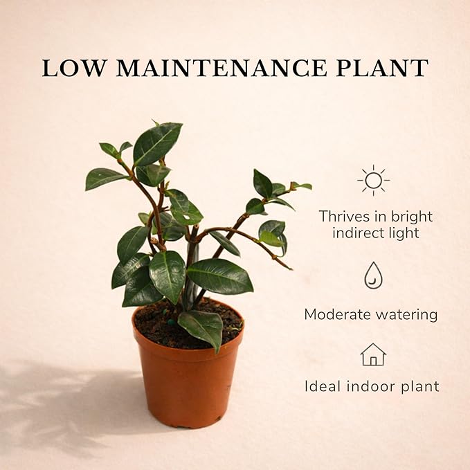 Live Jasmine Minima Plant in 2'' Pot – Dwarf Fragrant Jasmine Ideal for Small Spaces, Indoor Decor & Gift Giving (Heat Pack Included)