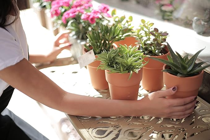 Doter Houseplant Potting Mix 4qt, Fertilized, Perlite Soil for All Types of Indoor House Plants and Tropical Plant