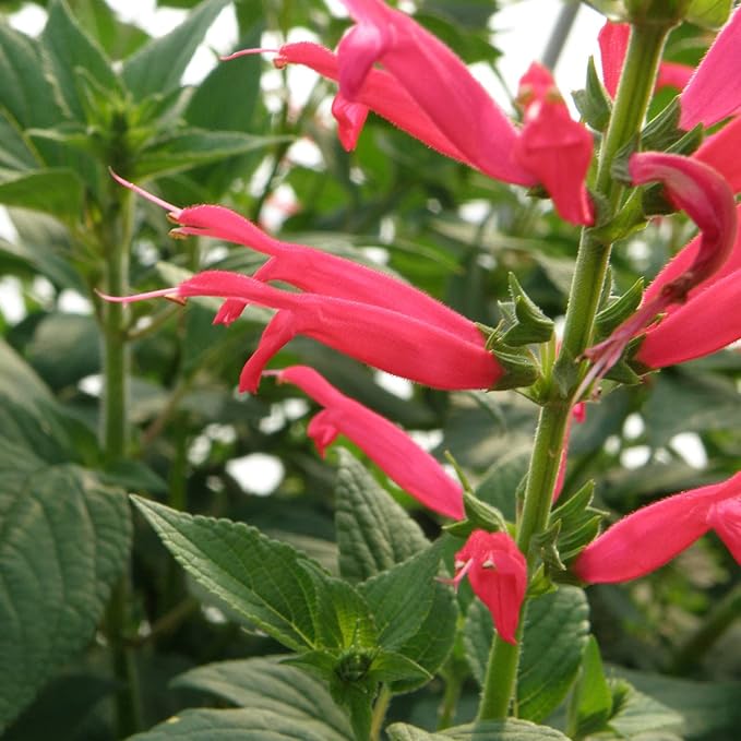 Bonnie Plants Pineapple Sage - 4 Pack Live Plants, Perennial In Zones 8 - 10, 3 - 4 Ft Tall Plants, Garnish, Teas & Flower Arrangements