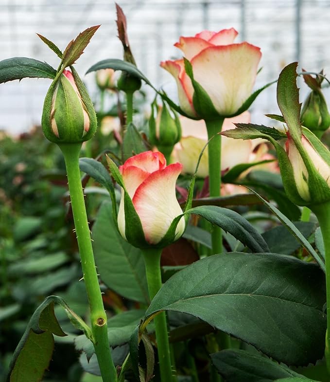 100PCS Dark Rose Mixed Color Rose Seeds Rare Garden Flower Seeds Heirloom
