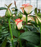 100PCS Dark Rose Mixed Color Rose Seeds Rare Garden Flower Seeds Heirloom