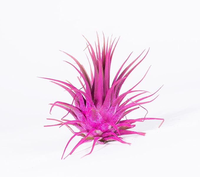 Air Plants - Tillandsia Ionantha - Organically Enhanced Color - Live Arrival Guaranteed - House Plants for Home Decor & Gift (9 pk Combo, 3pk Blue Bell + 6pk Mix)