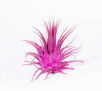 Air Plants - Tillandsia Ionantha - Organically Enhanced Color - Live Arrival Guaranteed - House Plants for Home Decor & Gift (Rose Pink 3 Pk + Black Heart)