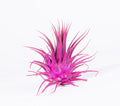 Air Plants - Tillandsia Ionantha - Organically Enhanced Color - Live Arrival Guaranteed - House Plants for Home Decor & Gift (Rose Pink 1pk)