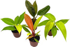 BubbleBlooms Philodendron Assortment Set, 2 inch pots, 4 Different Philo Imperial House Plants