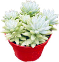 Blue Burrito Succulent Live Healthy Sedeveria Houseplant - Succulents Plants Live - Fully Rooted in 4 inch Plant Pot - Indoor Rosette Succulants for Home and Office Decor