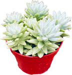 Blue Burrito Succulent Live Healthy Sedeveria Houseplant - Succulents Plants Live - Fully Rooted in 4 inch Plant Pot - Indoor Rosette Succulants for Home and Office Decor