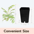 My Shelfie - Mini Jacaranda Tree, 3-4 Inch Tall Bonsai Tree in 2-Inch Pot, Live Plants Outdoor Hardiness Zones 9-11, Bonsai Live with Purple Flowers (2)