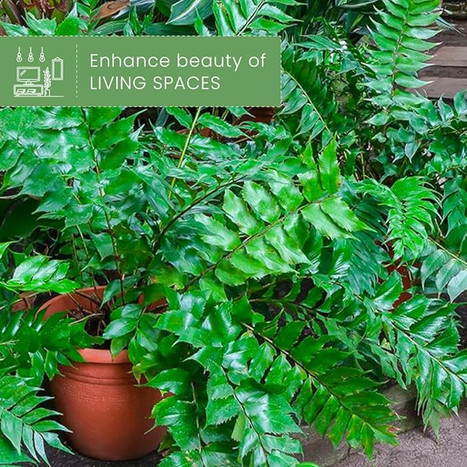 American Plant Exchange Holly Fern – 6-Inch Pot – Live Easy Care Shade-Loving Plant, Versatile Green Foliage for Home, Garden, Landscape, or Patio Decor