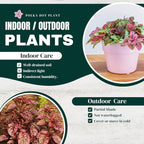Polka Dot Plant Collection (4-Pack) - Live Houseplants, Small Indoor Plants, Hypoestes (Red, White, Rose, and Pink) - Colorful, Air-Purifying House Plants (Collection)