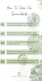 Shop Succulents | Hanging Collection of Live Succulent Plants, Hand Selected String of Pearls & Burrito Sedum Variety | Collection of 2 in 6" Grow Pot