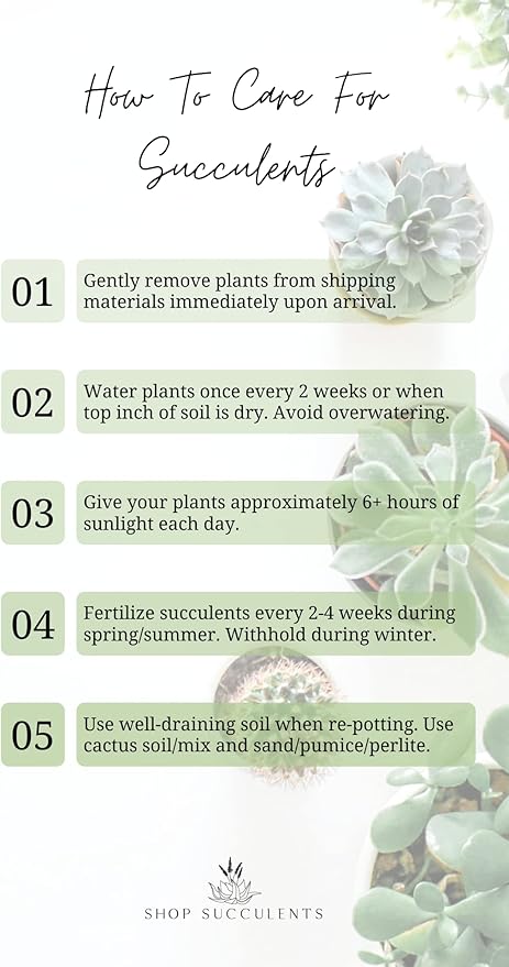 Shop Succulents | Unique Collection of Live Succulent Plants, Hand Selected Variety Pack of Mini Succulents | Collection of 12